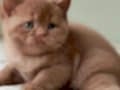 Dubai Çikolatası Tadında Chocolate British Shorthair 