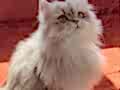Peri Kızı British Longhair Secereli Yavrum