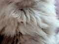 Peri Kızı British Longhair Secereli Yavrum