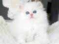 Sakin Yapısıyla Mavi Göz NS1133 British Longhair