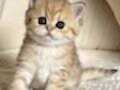 Ponçik Surat Black Golden British Shorthair