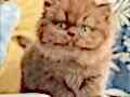 Türünün Tek Örneği Chocolate British Longhair