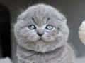 Duman Grisi Scottish Fold Shorthair