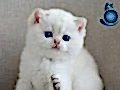 En Sakin Yavrulardan NS1133  British Shorthair