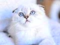 Top Kafa Silver NS1133 Scottish Fold Shorthair