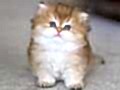 Tontiş Golden NY12 British Longhair