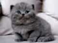 En Sevimli Gri British Shorthair 