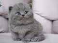 En Sevimli Gri British Shorthair 