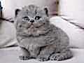 En Sevimli Gri British Shorthair 