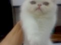 Yavru Kedi