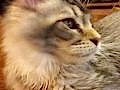Şampiyon Hanın Torunu Safkan Maine Coon Karakter Abidesi