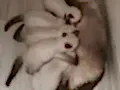 Wc eğitimli siyam yavrular