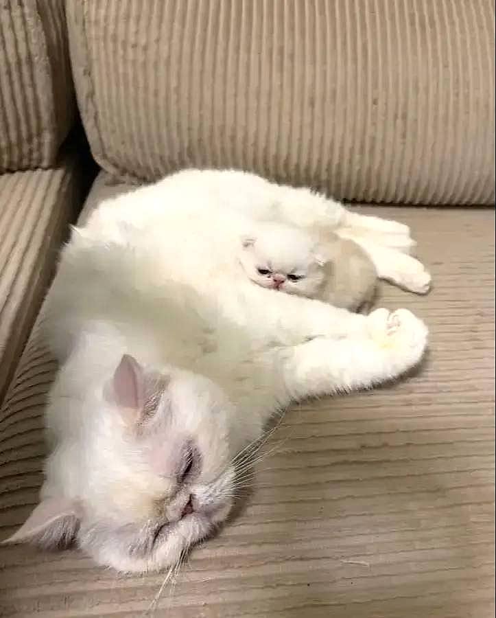 exotix shorthair safkan yavru