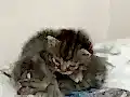 2 tane 2 haftalık yavru kedi 