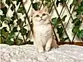 Sürmeli gözlü kızım