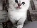 Derin Mavi Bakışlı Blue Mitted Prenses