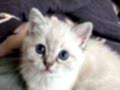 Derin Mavi Bakışlı Orijinal Ragdoll Bebeğim