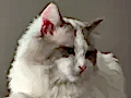 SAFKAN RAGDOLL BLUE BI COLOR 5 ADET YAVRU YENİ YUVAYA HAZIR