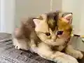Sahiplendırme