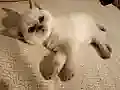 SAFKAN MAVİŞ/ BRİTİSH