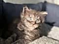 Karizmatik Bakışlı Safkan Maine Coon Yavrularımız