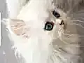 Beyaz Ragdoll Mavi göz