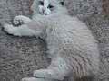 Maviş Gözlü Ragdoll yavru