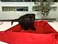 1.5 aylık dişi scottish fold 