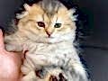 Nadir mavi gözlü scottish fold long hair golden point