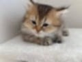 Scottish longhair mavi gözlü