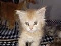 Rus kanı Maine coon yavrular