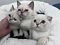 Scottish Fold Oyuncu Bebekler