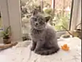 Blue British Shorthair