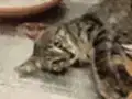 Sevgi pıtırcığı,oyuncu,sevimli tekir
