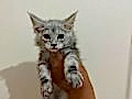 Safkan Maine Coon Yavruları - Anne ve Baba SCR Kayıtlı