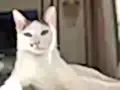 Sütlaçımızı sahiplendiriyoruz