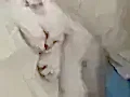 Maviş gözlü minnoş kedi