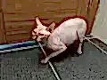 Sphynx Tüysüz Kedi Çok Temiz Bakımlı