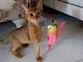 SAFKAN HABEŞ KEDİSİ SAHİPLENDİRME 3 AYLIK DİŞİ