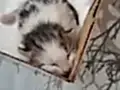 EVDE BÜYÜK KEDİ OLDUĞU İÇİN SAHİPLENDİRMEK ZORUNDAYIZ