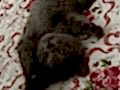 2 aylık British shorthair tuvalet eğitimli 