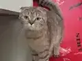Dişi 1 yaşına daha girmedi fazlalıktan veriyorum