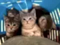 British Shorthair Yavruları 2 Aylık Sağlıklı Ve Oyuncu
