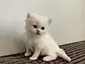 BEYAZ CHINCHILLA YAVRUSU