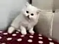 BEYAZ CHINCHILLA YAVRULARI