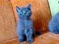 Süper kalite british shorthair yavrular 