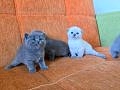 Super kalite scottish fold yavrular