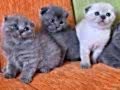A kalite scottish fold yavrular