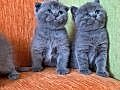 A kalite scottish fold yavrular