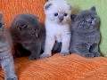 A kalite scottish fold yavrular